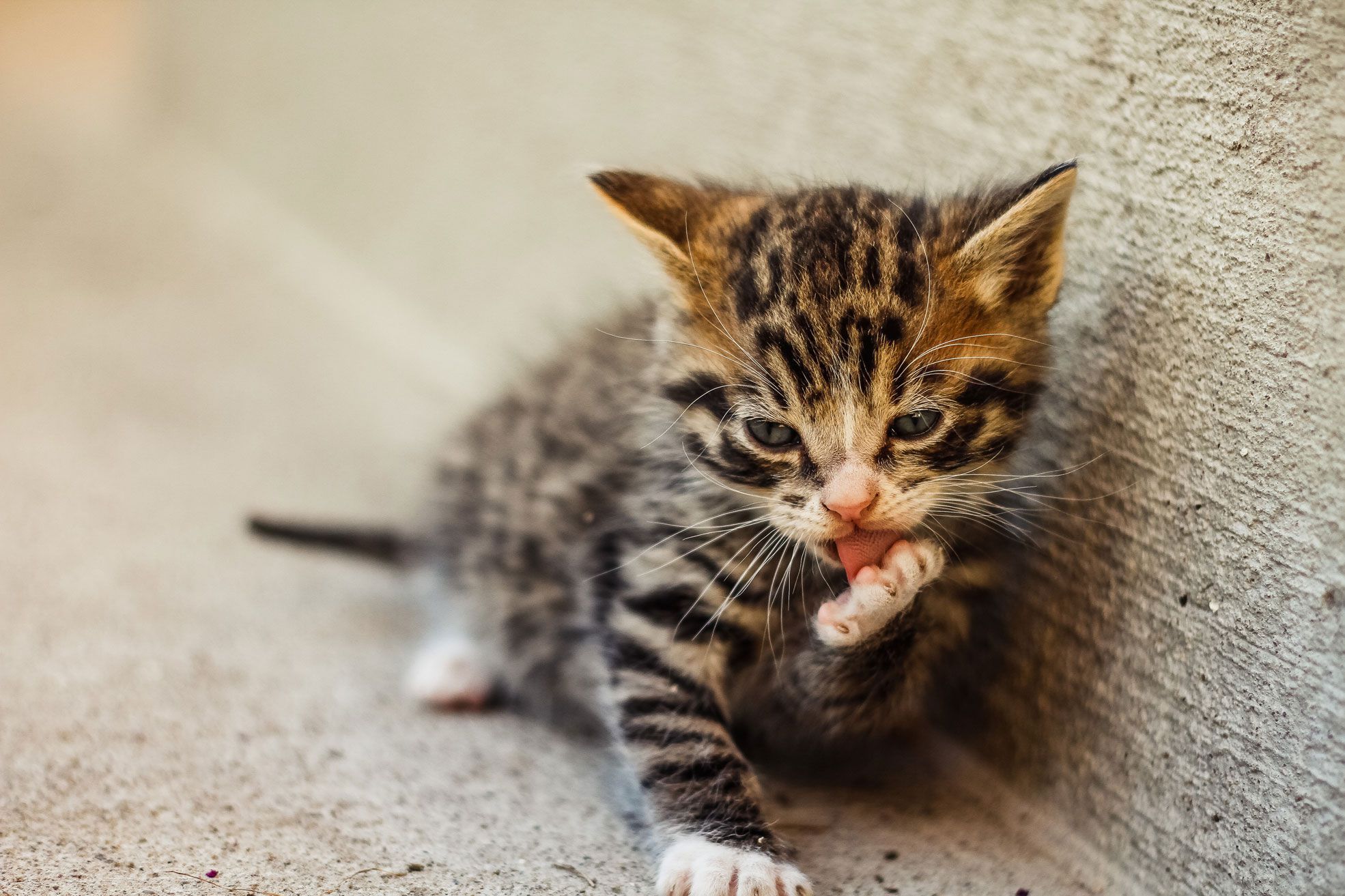 Stuepige ønske beslag Uppsala Katthem - hemlösa & avlivningshotade katter